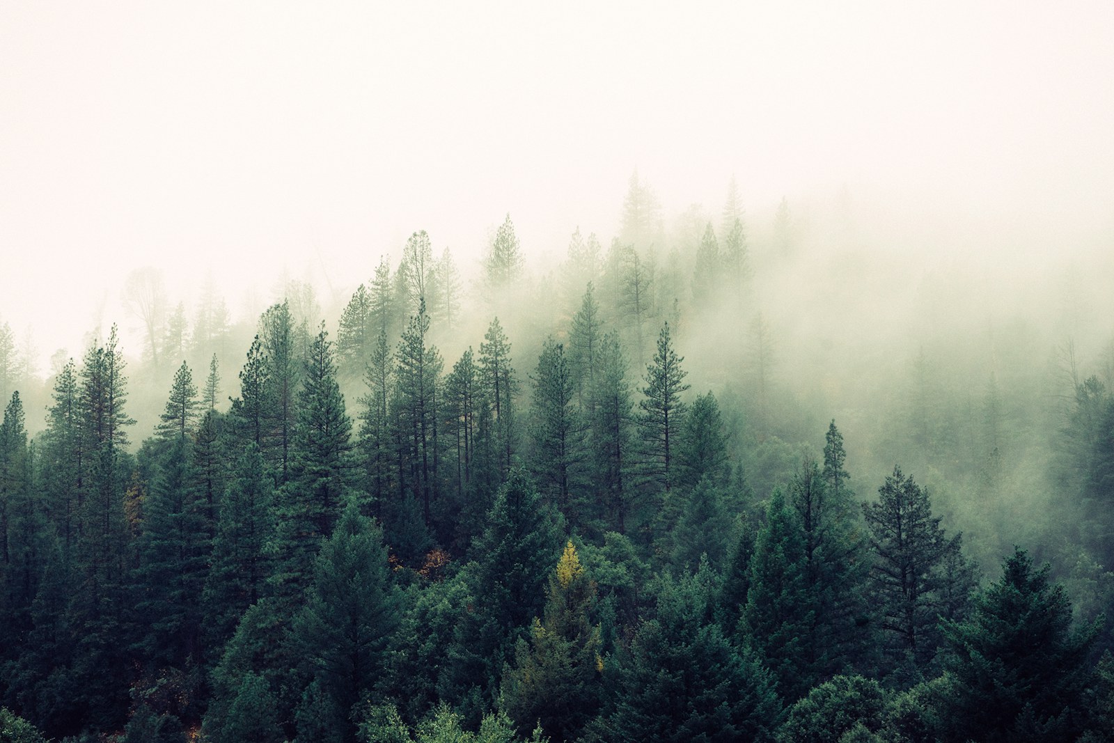 Mist drifting through a dense evergreen forest